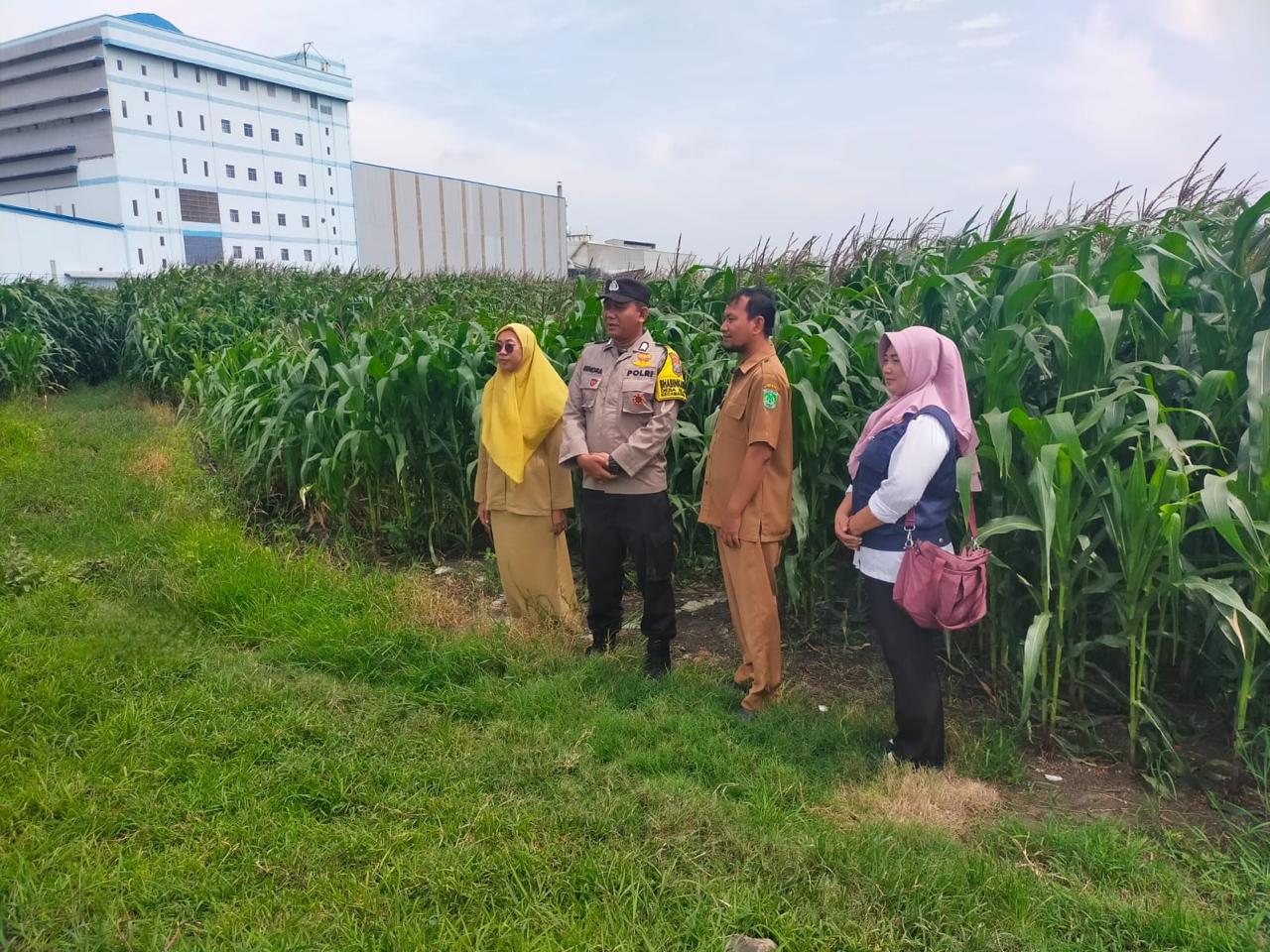 Kolaborasi Polres Pasuruan Kota dan Gapoktan Ubah Lahan Kering 9,7 Hektare Jadi Ladang Jagung yang Subur