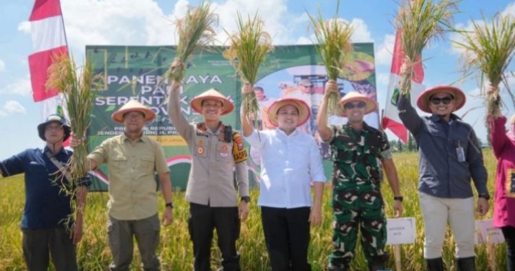 Bupati Rusdi memanen padi di lahan seluas 18 hektar milik Kelompok Tani Arab 1 Dusun Buaran